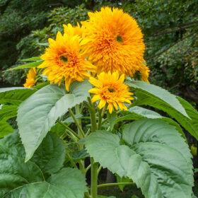 Sunflowers For Ukraine - Giant Sungold Seed A20223054