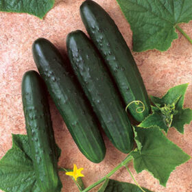 Cucumber General Lee F1 Seed A20221226