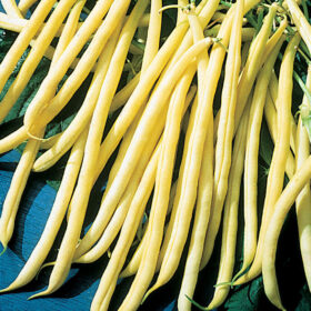 Bean Rocdor Seed for Sale A20221030