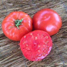 Tomato Beefsteak Organic Seed A20221774