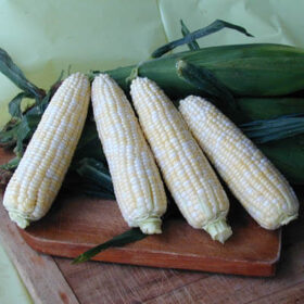 Sweet Corn Luscious F1 Seed A20221855