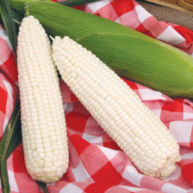 Sweet Corn Silver Queen F1 Seed A20221874