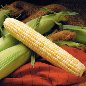 Sweet Corn Providence F1 Seed A20221868