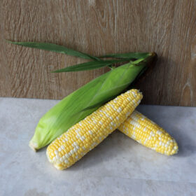 Sweet Corn Cameo F1 Seed A20221169