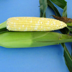 Sweet Corn Xtra-Tender 278A F1 Seed A20221900