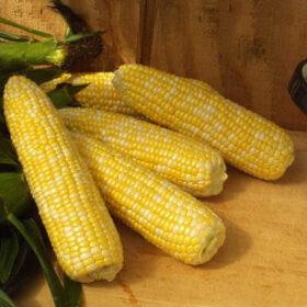 Sweet Corn Xtra-Tender 274A F1 Seed A20221899