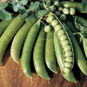 Pea Lincoln Seed for Sale A20221564