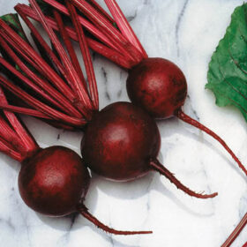 Beet Kestrel F1 Seed A20221049