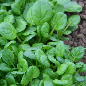 Buy Mustard Tatsoi Seed A20221510
