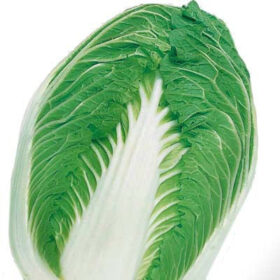 Cabbage Blues F1 Seed A20221072