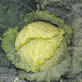 Cabbage Savoy Blue F1 Seed A20221086