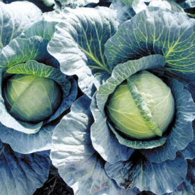 Cabbage Early Thunder F1 Seed A20221077