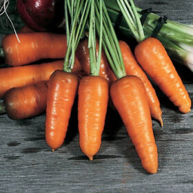 Carrot Royal Chantenay Seed A20221099
