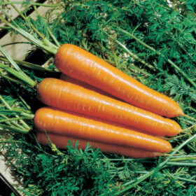 Carrot Nantindo F1 Seed A20221096