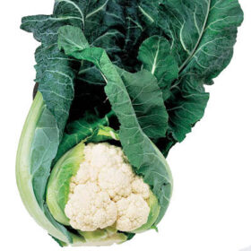 Cauliflower Apex F1 Seed A20221106