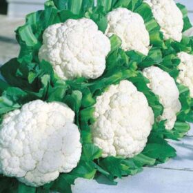 Cauliflower Snow Crown F1 Seed A20221115