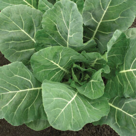 Collard Flash F1 Seed A20221305