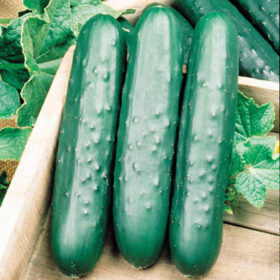 Cucumber Speedway F1 Seed A20221237