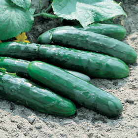Cucumber Marketmore 76 Seed A20221250