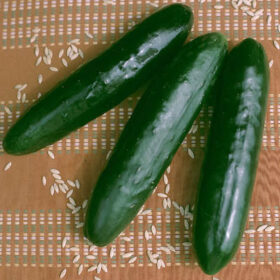 Cucumber Stonewall F1 Seed A20221238
