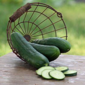 Cucumber Raider F1 Seed A20221233