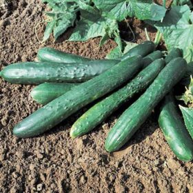 Cucumber Sweet Success F1 Seed A20221241