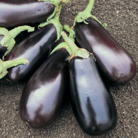 Eggplant Classic F1 Seed A20221255
