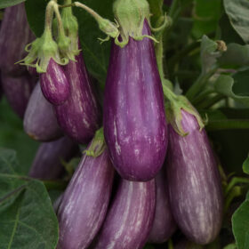 Eggplant Fairy Tale F1 Seed A20221256