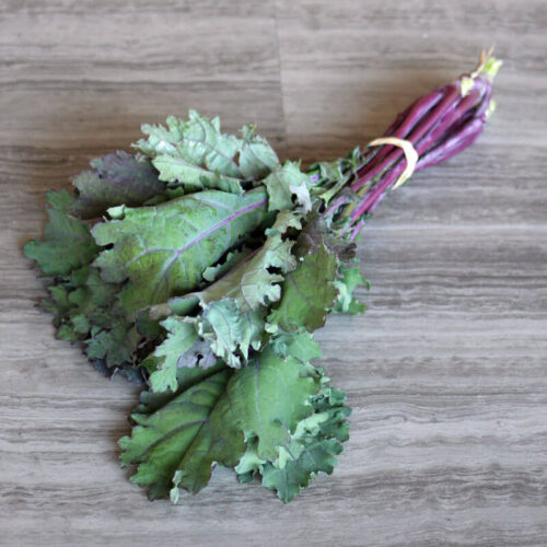 Kale Red Russian Seed A20221387
