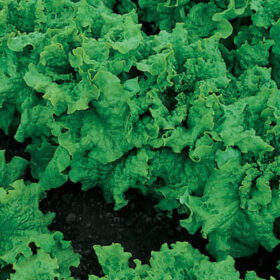 Lettuce Black Seeded Simpson Seed A20221407