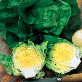 Lettuce Buttercrunch Seed A20221409