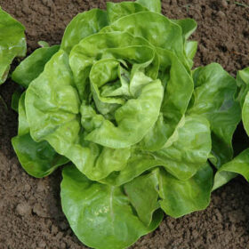 Lettuce Harmony MTO Seed A20221445