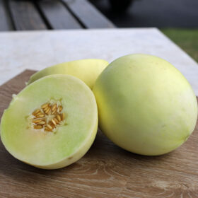 Melon Earli Dew F1 Seed A20221463