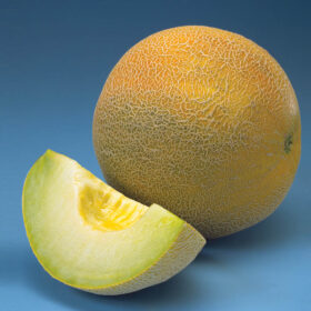 Melon Passport F1 Seed A20221469