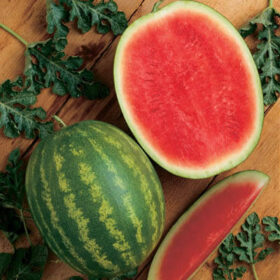 Watermelon Millionaire F1 Seed A20221829