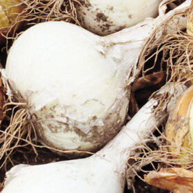 Onion White Sweet Spanish A20221528