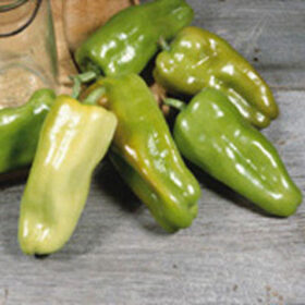 Pepper Cubanelle Seed A20221593