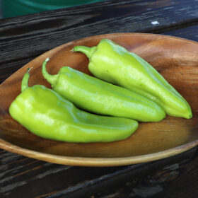 Pepper Key Largo F1 Seed A20221906