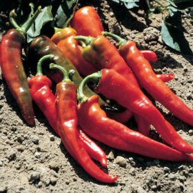 Pepper Hot Portugal Seed A20221610