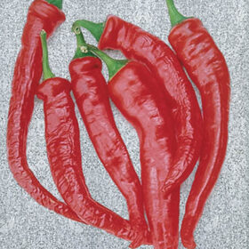 Pepper Cayenne Large Thick Seed A20221587