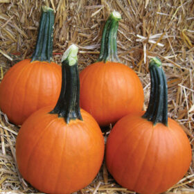 Pumpkin Baby Pam Seed A20221671