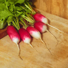 Radish French Breakfast Seed A20221692