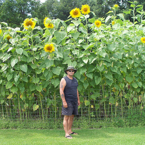 Sunflower Mammoth Seed A20222815