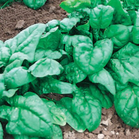 Spinach Olympia F1 Seed A20221709