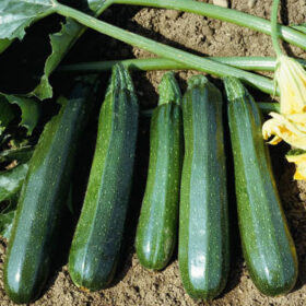 Squash Spineless Beauty F1 Seed A20222046