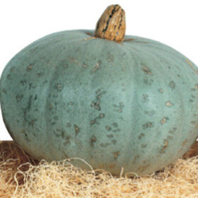 Squash Sweet Meat Seed A20222070