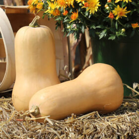 Squash Waltham Butternut Seed A20222061