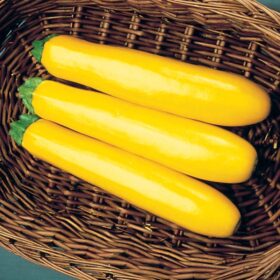 Squash Gold Rush F1 Seed A20221742