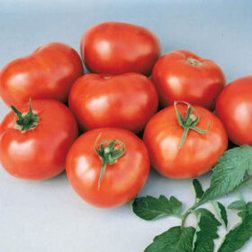 Tomato Better Boy F1 Seed A20221776