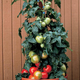 Tomato Husky Red F1 Seed A20221796